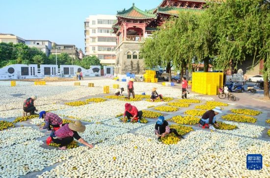 11月25日，在廣東省江門(mén)市新會(huì)區(qū)一處空地，人們對(duì)新會(huì)柑皮進(jìn)行翻皮晾曬。
