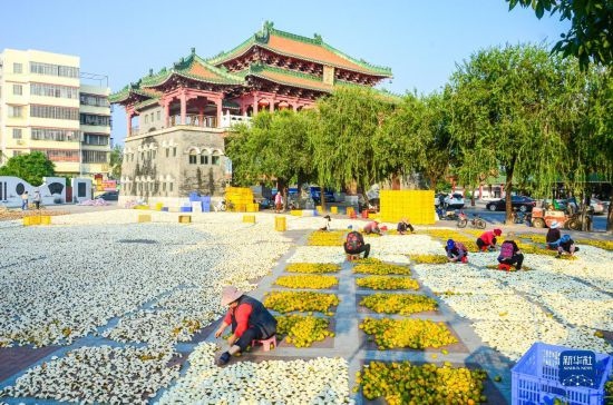 11月25日，在廣東省江門(mén)市新會(huì)區(qū)一處空地，人們對(duì)新會(huì)柑皮進(jìn)行翻皮晾曬。