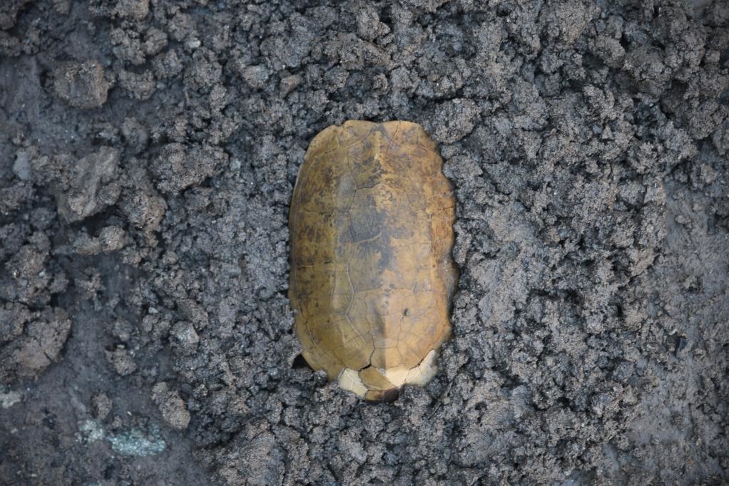 汶溪遺址出土的河姆渡文化早期完整龜甲。寧波市文化遺產(chǎn)管理研究院供圖