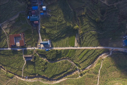 漠源鄉(xiāng)西柚基地。將樂縣農(nóng)業(yè)農(nóng)村局供圖