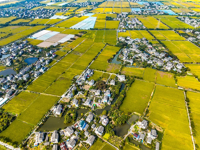 2023年10月22日，浙江海寧市黃灣鎮(zhèn)，金秋時(shí)節(jié)，金黃色的稻田與美麗鄉(xiāng)村構(gòu)成一幅寧靜祥和的畫卷。