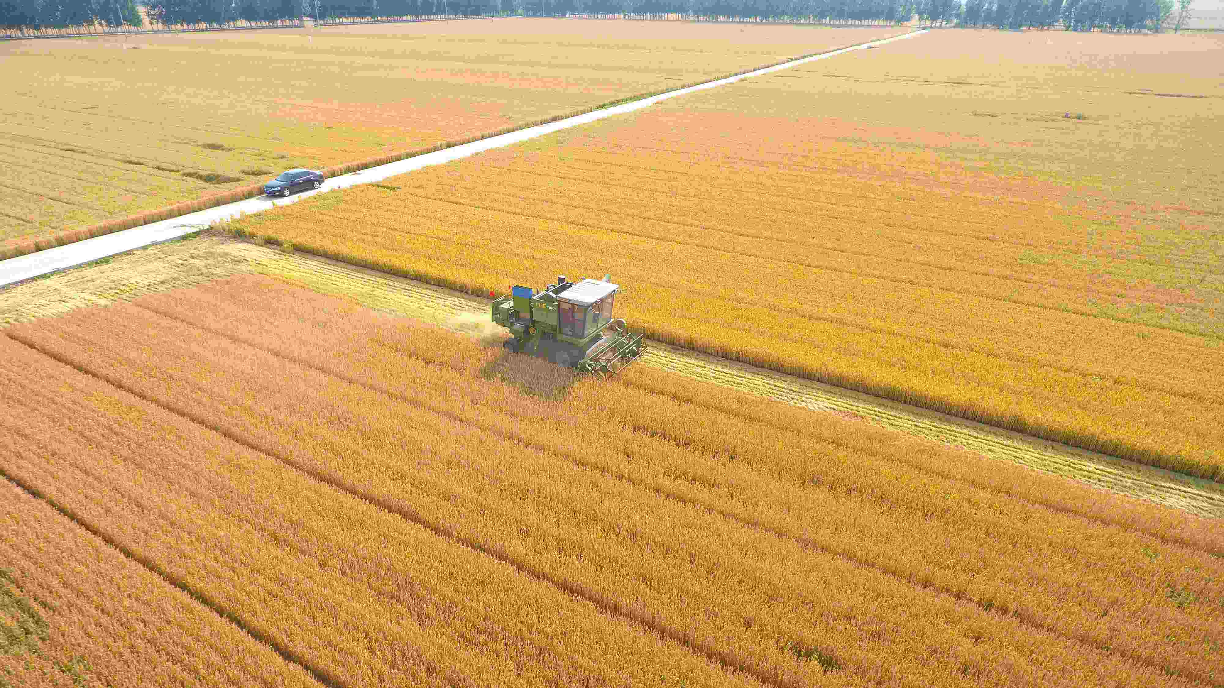 △ 2023年6月5日，山東聊城茌平區(qū)賈寨鎮(zhèn)王藥包村，收割機在田間進行小麥收割作業(yè)。