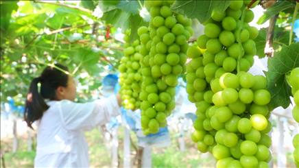 小屯村葡萄園里的陽光玫瑰葡萄。肖俊楠攝