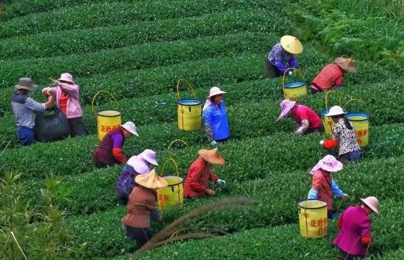 △軍營(yíng)村茶農(nóng)在茶園采茶。