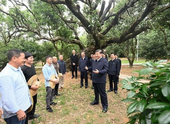 2023年4月11日，習近平總書記在廣東茂名高州市根子鎮(zhèn)柏橋村荔枝種植園，同現(xiàn)場技術(shù)人員親切交流。