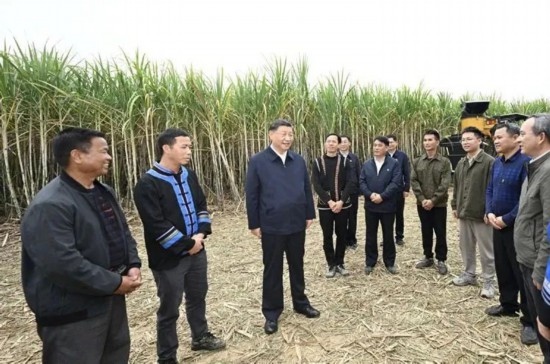 2023年12月14日，習近平總書記在廣西來賓市國家現(xiàn)代農(nóng)業(yè)產(chǎn)業(yè)園黃安優(yōu)質(zhì)“雙高”糖料蔗基地考察。