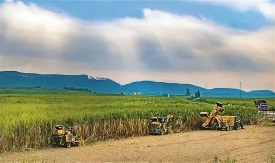 廣西來賓市興賓區(qū)鳳凰鎮(zhèn)黃安村“雙高”糖料蔗基地里，收割機手正在機械化砍收糖蔗。