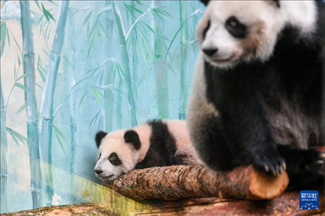 這是3月8日在俄羅斯莫斯科動(dòng)物園拍攝的大熊貓“喀秋莎”（左）和媽媽“丁丁”。新華社記者 曹陽(yáng) 攝