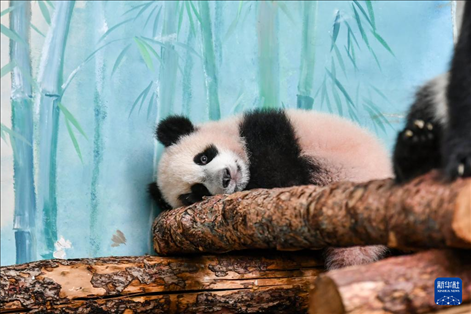 這是3月8日在俄羅斯莫斯科動(dòng)物園拍攝的大熊貓“喀秋莎”。新華社記者 曹陽(yáng) 攝
