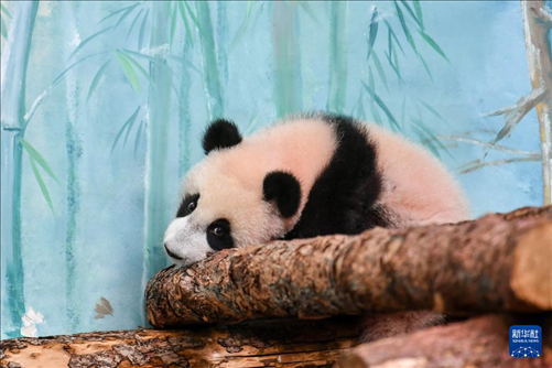 這是3月8日在俄羅斯莫斯科動(dòng)物園拍攝的大熊貓“喀秋莎”。新華社記者 曹陽(yáng) 攝