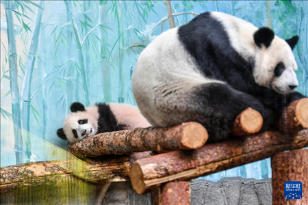 這是3月8日在俄羅斯莫斯科動(dòng)物園拍攝的大熊貓“喀秋莎”（左）和媽媽“丁丁”。新華社記者 曹陽(yáng) 攝