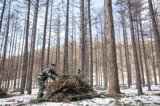 3月14日，在伊春森工集團(tuán)美溪林業(yè)局公司一處森林可持續(xù)經(jīng)營試點(diǎn)樣地，工作人員在整理林下剩余物。新華社記者 謝劍飛 攝