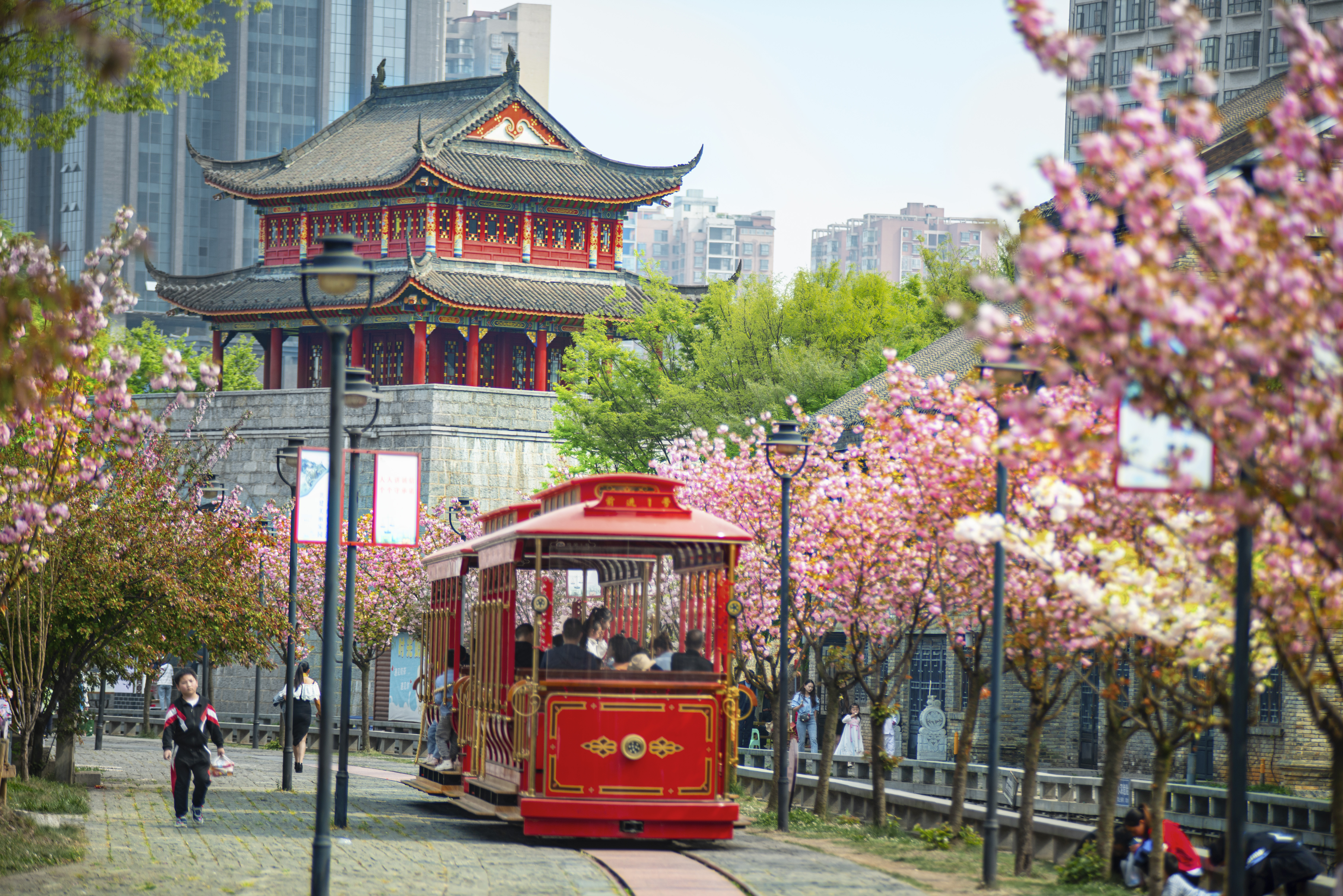 水城古鎮(zhèn)櫻花綻放，游客乘坐觀光小火車(chē)游覽美景。何育勇 攝