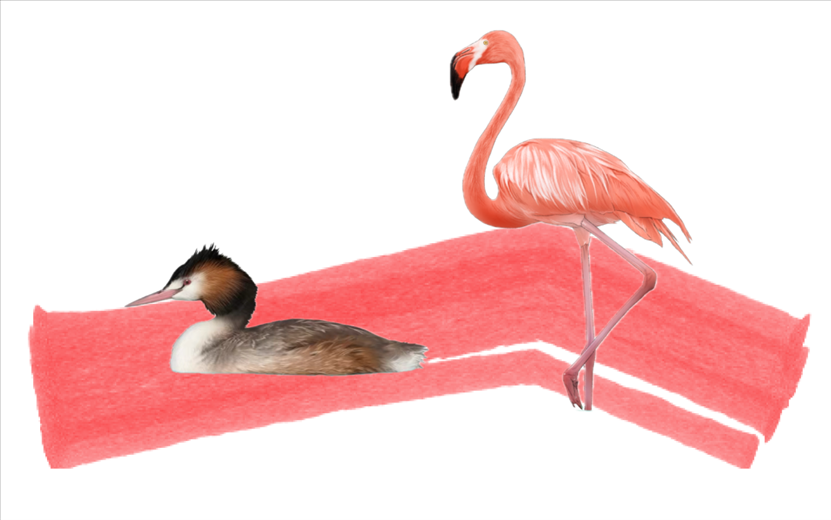 奇跡鳥類（火烈鳥總目）。浙江大學供圖