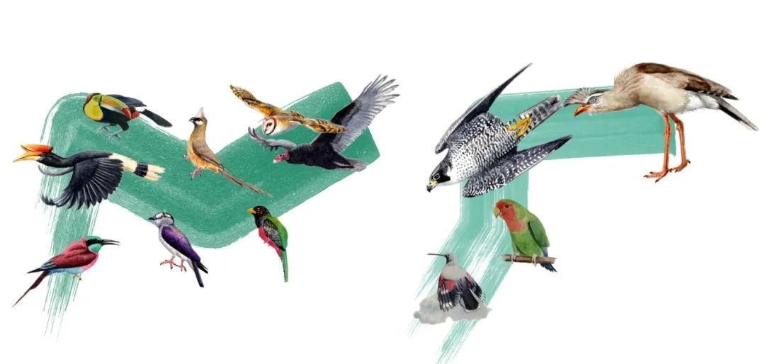 陸鳥類。浙江大學供圖
