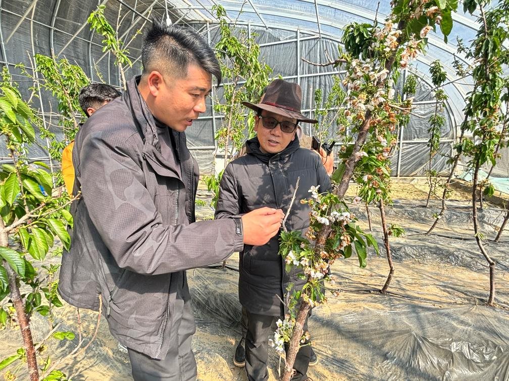 山東援藏小組及技術(shù)人員在大棚查看果蔬長(zhǎng)勢(shì)。（受訪者供圖）