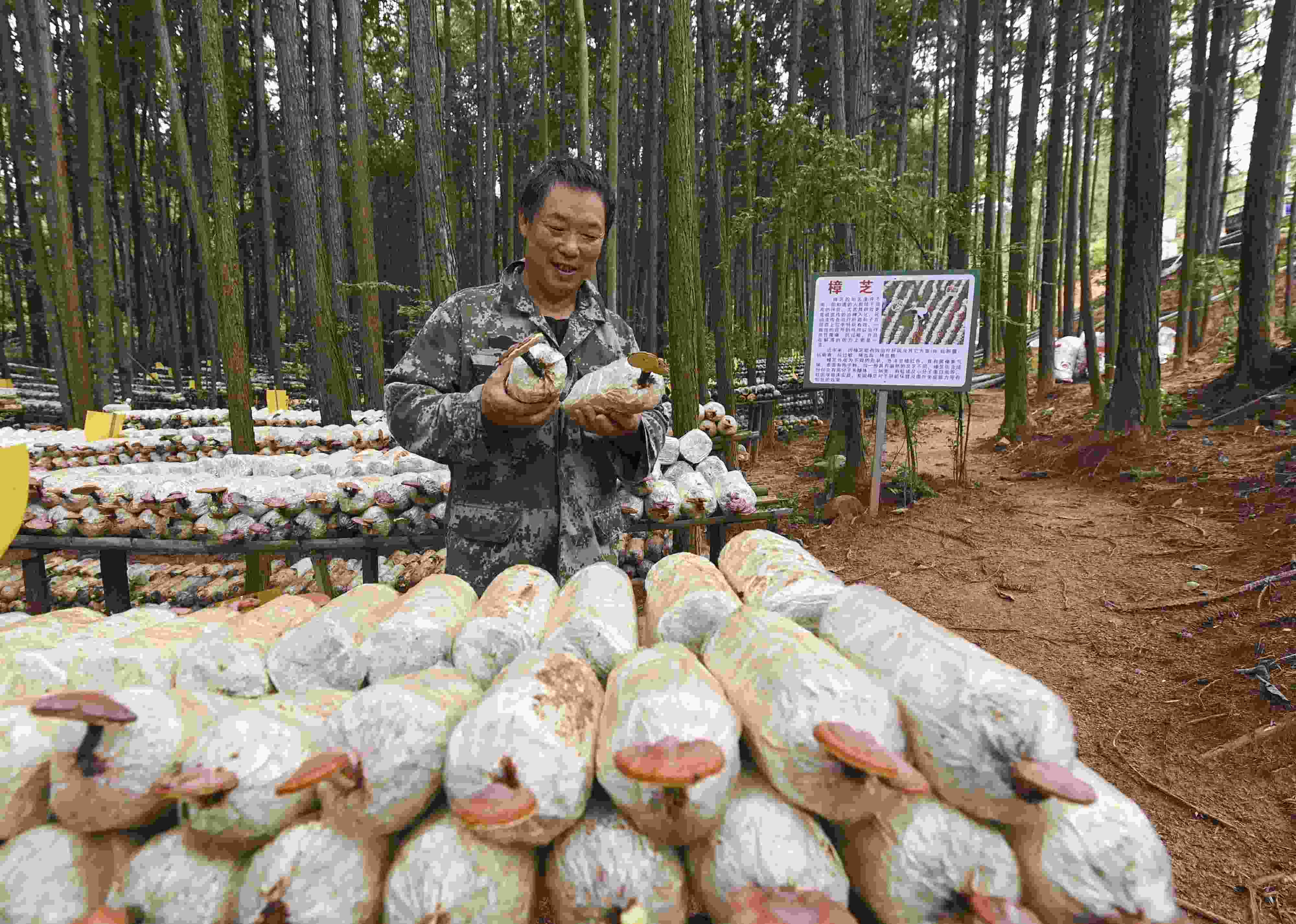 2023年9月21日，江西省撫州市，廣昌縣旴江生態(tài)公益林場，種植戶正在查看樟芝等食用菌的生長情況。