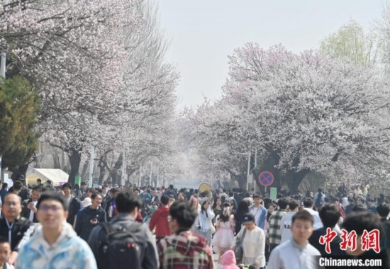 4月21日，大量游客來到吉林大學(xué)南嶺校區(qū)賞花。張瑤 攝