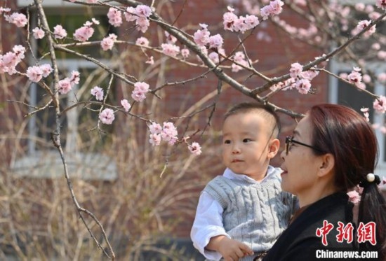 4月21日，游客在吉林大學(xué)南嶺校區(qū)賞花。張瑤 攝