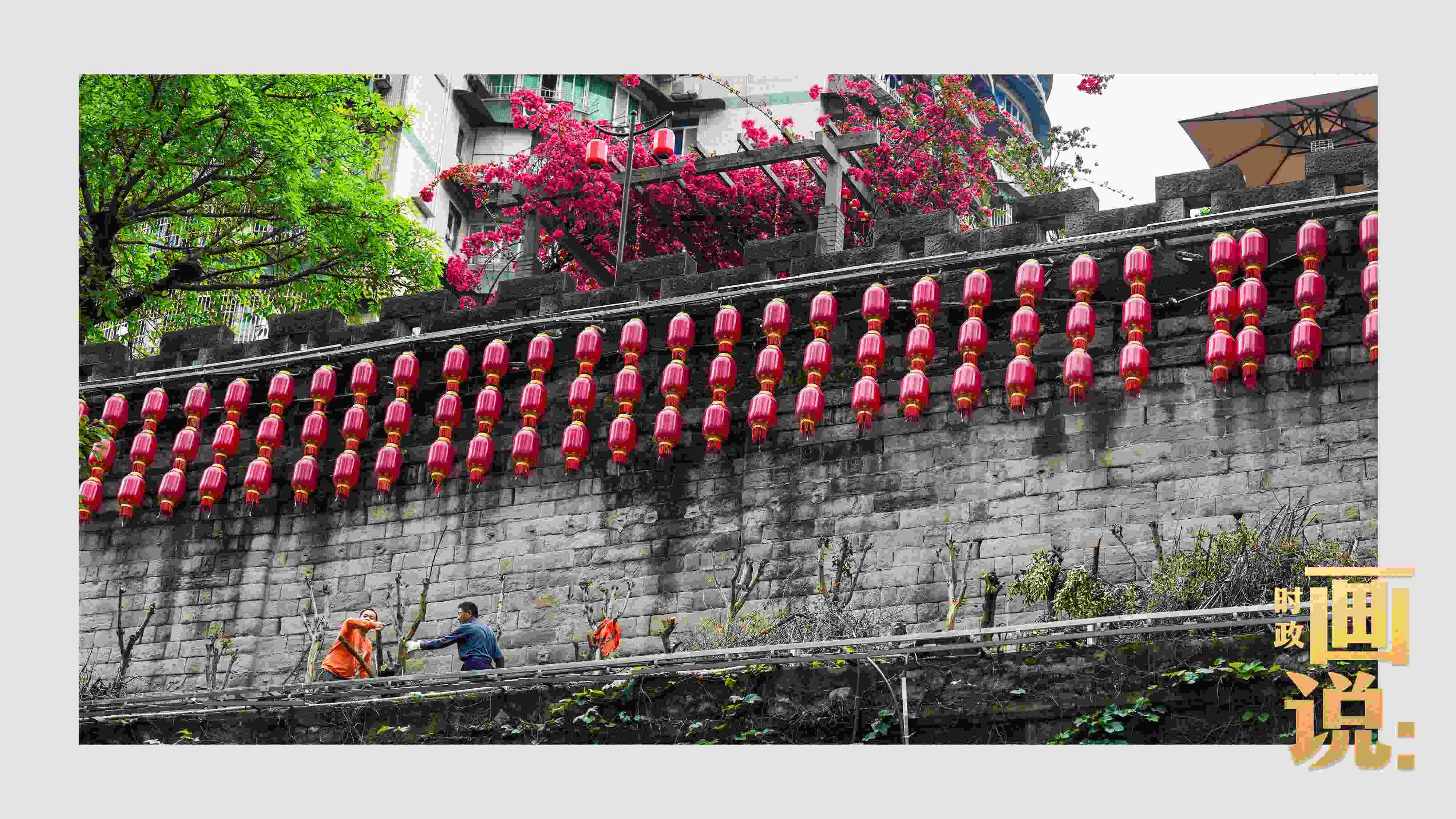 △盛放的三角梅下，園林工人修剪著古老通遠(yuǎn)門(mén)城墻上的一抹新綠。