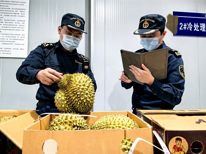 海關(guān)關(guān)員對中老鐵路裝載進(jìn)境榴蓮進(jìn)行查驗。黃中磊攝
