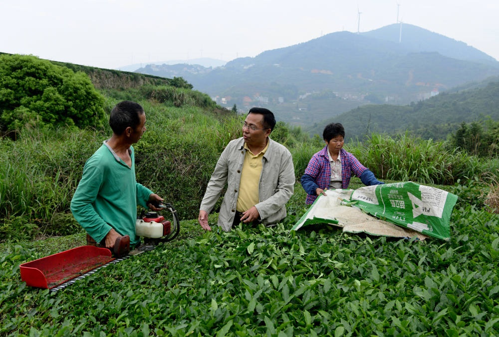 2024年5月9日，在福建省安溪縣西坪鎮(zhèn)珠洋村，科技特派員（中）在指導茶農使用機器科學化采收茶葉。新華社記者 魏培全 攝