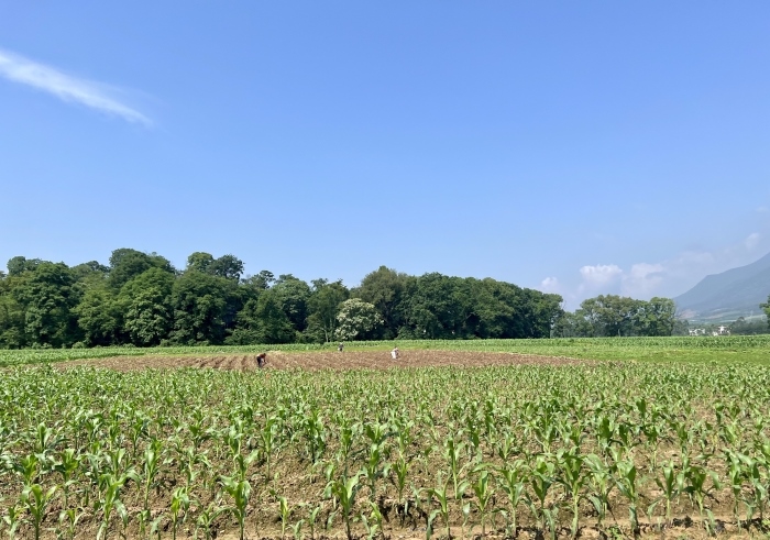 下界頭蔬菜基地。人民網(wǎng) 高清揚(yáng)攝
