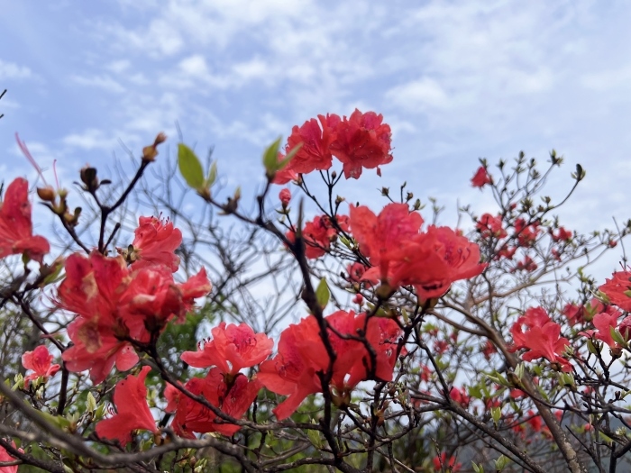 陽(yáng)明山的杜鵑花。人民網(wǎng) 高清揚(yáng)攝