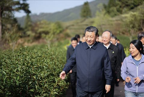 2021年3月22日下午，習(xí)近平在福建省南平市武夷山市星村鎮(zhèn)燕子窠生態(tài)茶園，察看春茶長(zhǎng)勢(shì)，了解當(dāng)?shù)夭璁a(chǎn)業(yè)發(fā)展情況。
