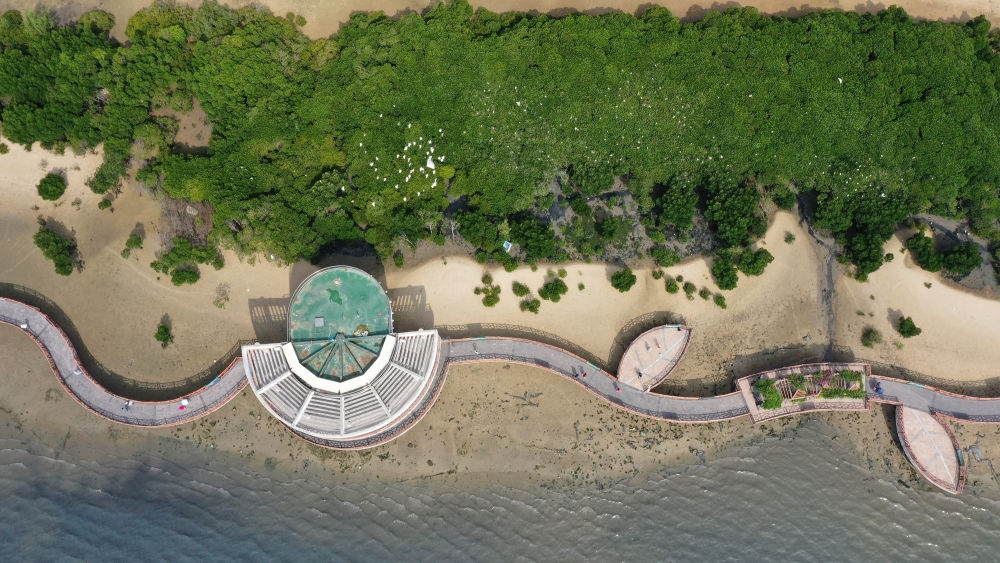 俯瞰廣東湛江市區(qū)海邊的紅樹林（2023年5月25日攝，無人機照片）。