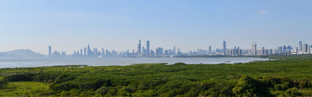  深圳福田紅樹林濕地（2024年1月19日攝）。在深圳，茂密的紅樹林東起新洲河口、西至深圳灣公園，懷抱城市中心區(qū)域，沿海岸線形成了長約6公里的“綠色長城”，為每年數(shù)以十萬計的候鳥留下彌足珍貴的國際遷徙通道。
