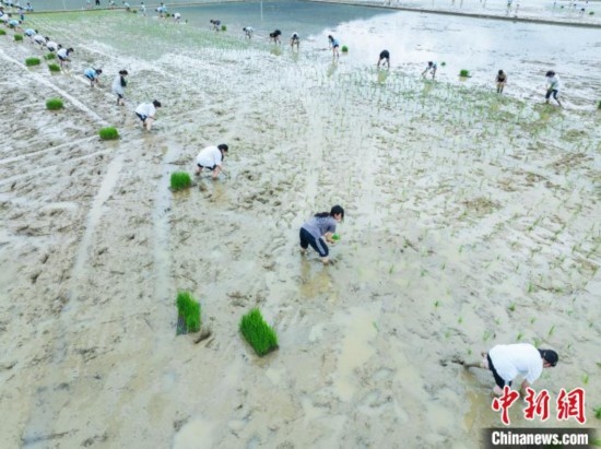 圖為5月21日，航拍綏陽縣旺草中學(xué)學(xué)生在旺草萬畝大壩體驗(yàn)插秧。唐哲 攝