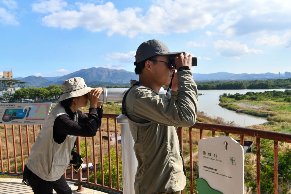  工作人員在深圳福田紅樹林濕地進行黑臉琵鷺種群數(shù)量調(diào)查（2024年1月19日攝）。