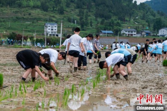 圖為5月21日，綏陽縣旺草中學(xué)學(xué)生在旺草萬畝大壩體驗(yàn)插秧。唐哲 攝