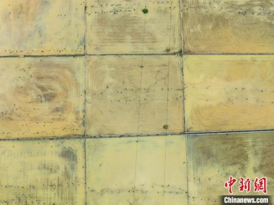 圖為5月21日，航拍綏陽縣旺草中學(xué)學(xué)生在旺草萬畝大壩體驗(yàn)插秧。唐哲 攝