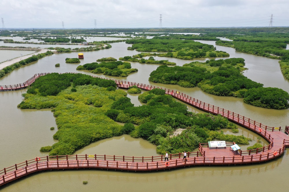 在廣東省湛江市金牛島拍攝的紅樹林（2023年5月25日攝，無人機照片）。