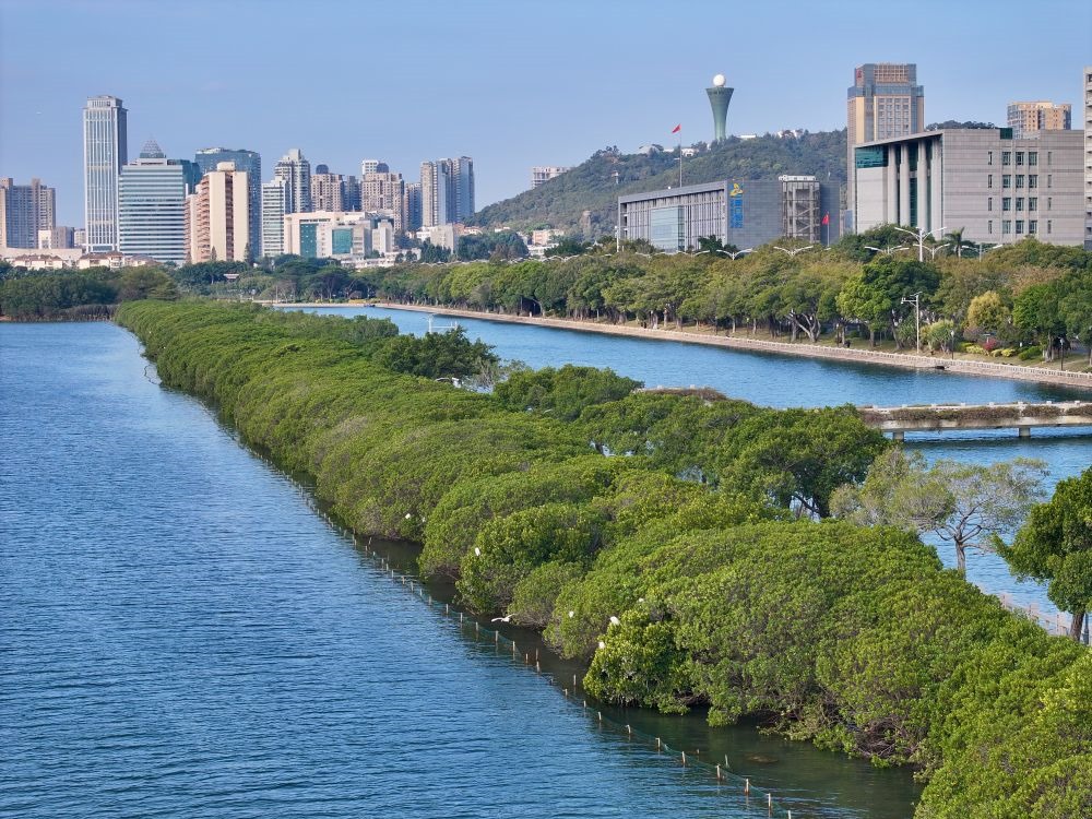 福建廈門筼筜湖紅樹林種植帶（2024年1月24日攝，無人機照片）。