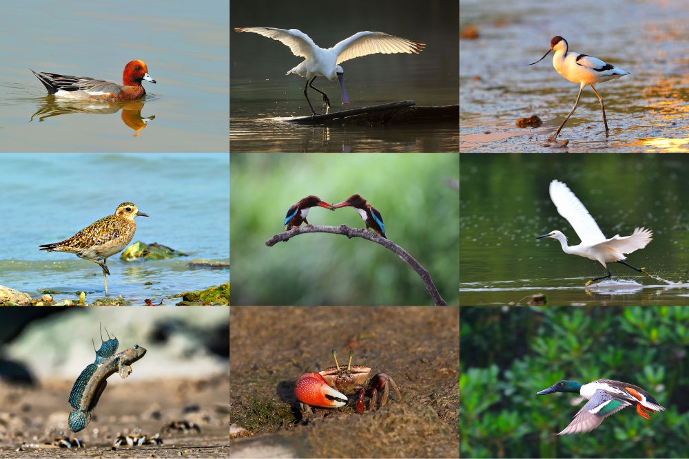  在深圳福田紅樹林濕地棲息或越冬的動物（廣東內(nèi)伶仃福田國家級自然保護區(qū)管理局供圖）。