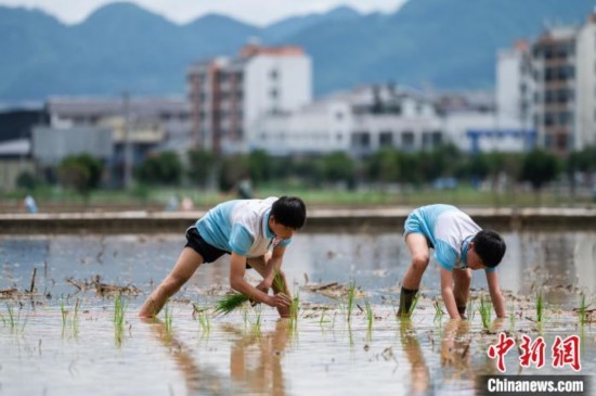 圖為5月21日，兩名學(xué)生在綏陽縣旺草萬畝大壩體驗(yàn)插秧。唐哲 攝