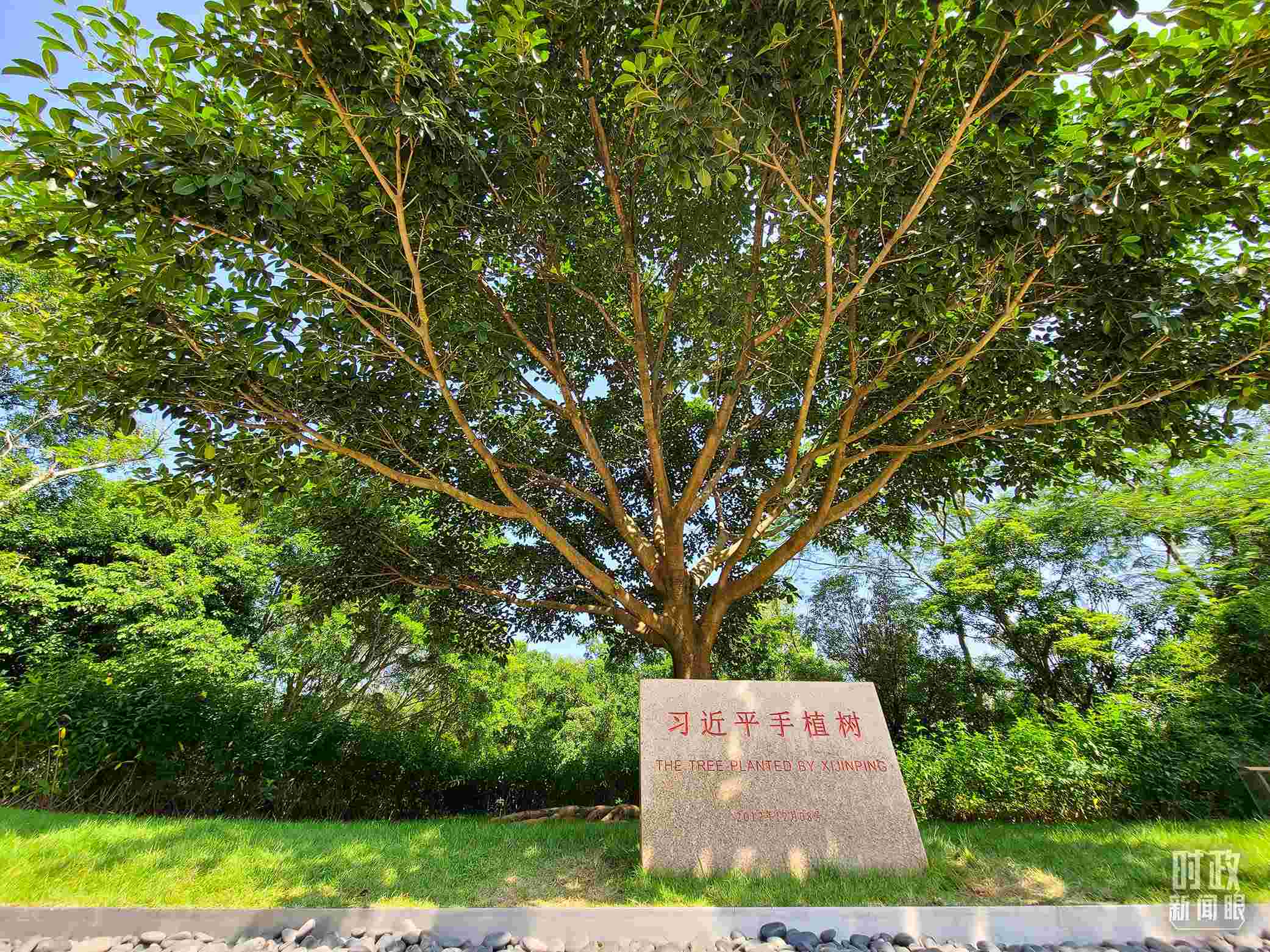 習近平2012年在深圳蓮花山公園種下的高山榕樹已枝繁葉茂。（總臺央視記者趙化拍攝）