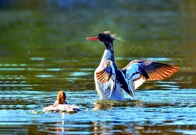豐林國(guó)家級(jí)自然保護(hù)區(qū)內(nèi)的中華秋沙鴨 圖為龍江森工集團(tuán)融媒體中心提供。