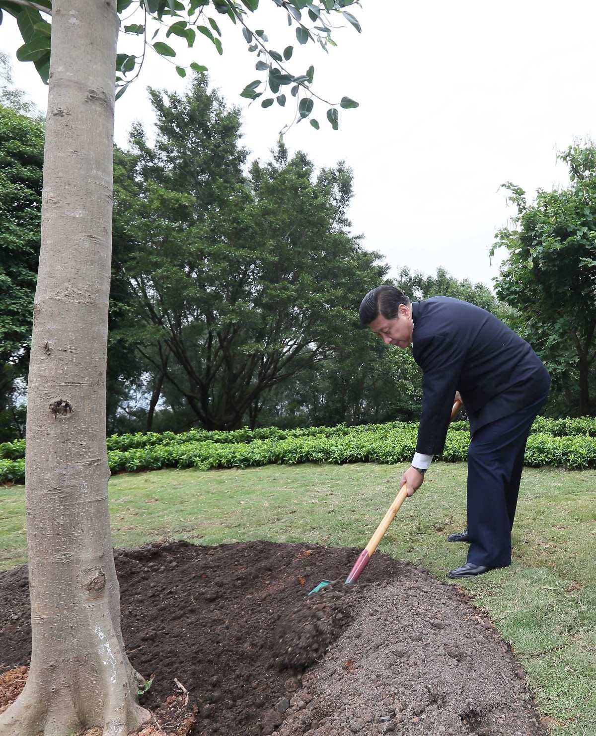 2012年12月8日，習(xí)近平在深圳蓮花山公園種下一棵高山榕樹(shù)。