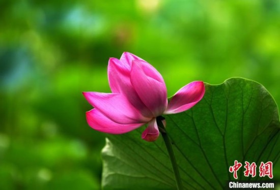 6月19日，時(shí)值一年畢業(yè)季，四川大學(xué)望江校區(qū)荷花池里的荷花盛開(kāi)，成為了畢業(yè)生們的打卡圣地，吸引了眾多畢業(yè)生拍照留念。圖為盛開(kāi)的荷花。中新社記者 安源 攝