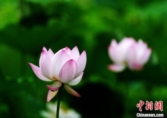 6月19日，時(shí)值一年畢業(yè)季，四川大學(xué)望江校區(qū)荷花池里的荷花盛開(kāi)，成為了畢業(yè)生們的打卡圣地，吸引了眾多畢業(yè)生拍照留念。圖為盛開(kāi)的荷花。中新社記者 安源 攝