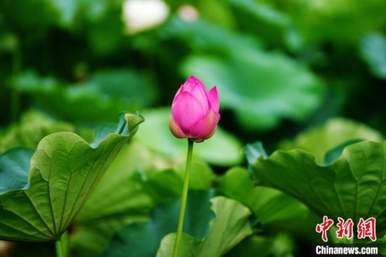 6月19日，時(shí)值一年畢業(yè)季，四川大學(xué)望江校區(qū)荷花池里的荷花盛開(kāi)，成為了畢業(yè)生們的打卡圣地，吸引了眾多畢業(yè)生拍照留念。圖為含苞待放的荷花。中新社記者 安源 攝