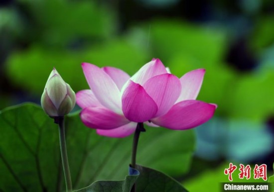 6月19日，時(shí)值一年畢業(yè)季，四川大學(xué)望江校區(qū)荷花池里的荷花盛開(kāi)，成為了畢業(yè)生們的打卡圣地，吸引了眾多畢業(yè)生拍照留念。圖為盛開(kāi)的荷花。中新社記者 安源 攝