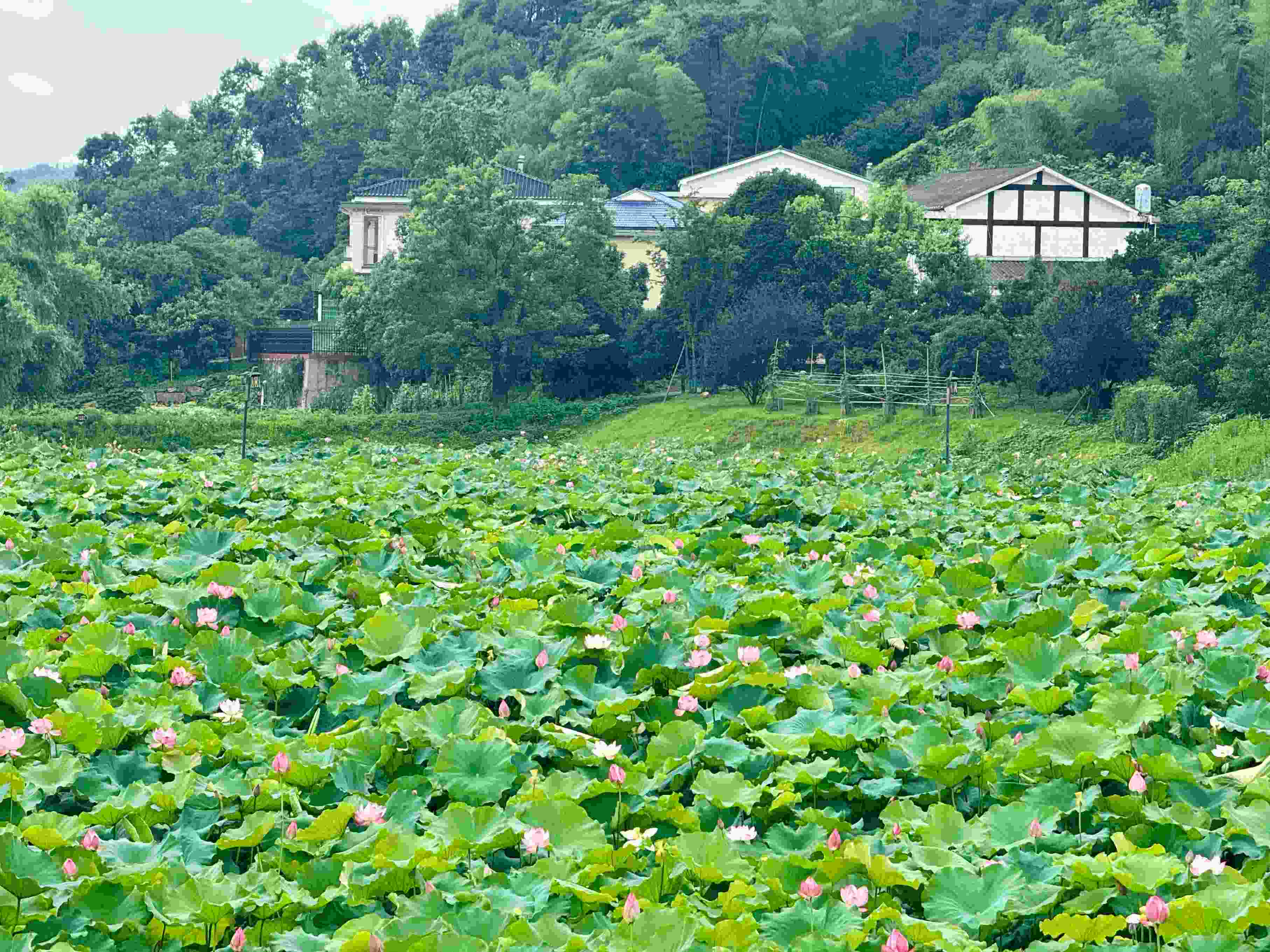 在湖南省益陽市清溪村，滿池荷花競相綻放。人民網(wǎng)記者 劉微攝