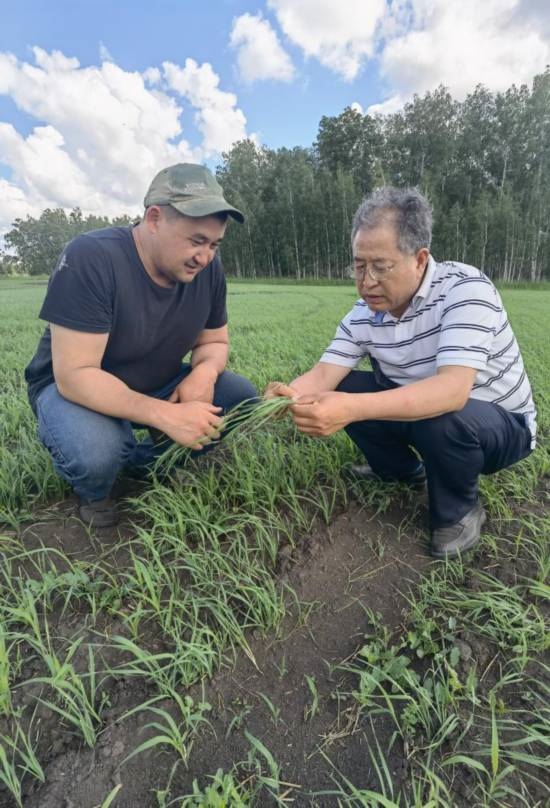 6月21日，西北農(nóng)林科技大學(xué)張正茂教授（右）在哈薩克斯坦北哈州農(nóng)業(yè)科技示范園與當(dāng)?shù)貙＜艺{(diào)查小麥苗情。新華社發(fā)（受訪者供圖）