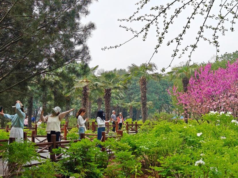 在河南省洛陽(yáng)市中國(guó)國(guó)花園，游客漫步花海、自拍留念。人民網(wǎng) 王雅蝶攝