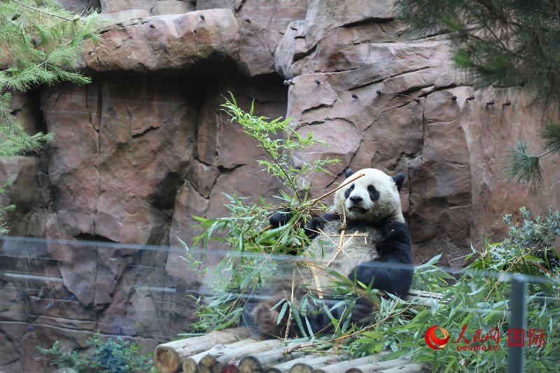 2、“云川”和“鑫寶”落戶圣迭戈動物園，開啟了新一輪中美大熊貓保護合作。 人民網(wǎng)記者 李志偉攝 (1)